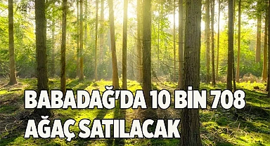 BABADAĞ'DA AĞAÇLAR SATILACAK