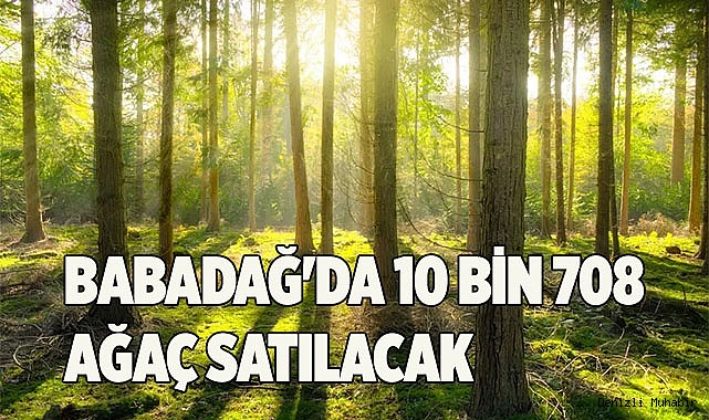 BABADAĞ'DA AĞAÇLAR SATILACAK