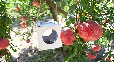 Nar Kalıntı Eylem Planı Projesi için Tarla Günü Düzenlendi