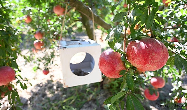 Nar Kalıntı Eylem Planı Projesi için Tarla Günü Düzenlendi