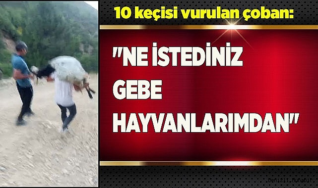 "Ne istediniz gebe hayvanlarımdan"