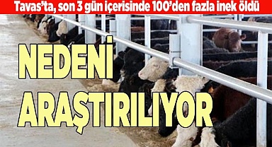 Besihanedeki 100’den fazla büyükbaş hayvan telef oldu