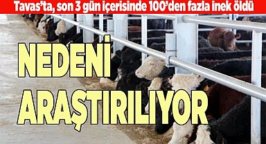 Besihanedeki 100’den fazla büyükbaş hayvan telef oldu
