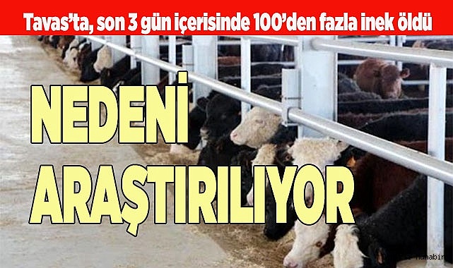Besihanedeki 100’den fazla büyükbaş hayvan telef oldu