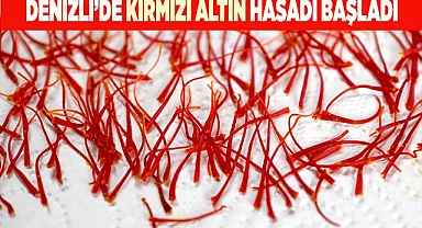 Denizli’de Kırmızı Altın hasadı başladı