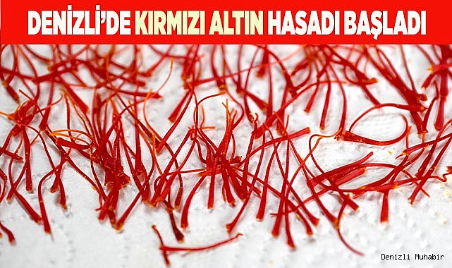 Denizli’de Kırmızı Altın hasadı başladı