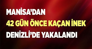 FİRARİ İNEK 42 GÜN SONRA YAKALANDI