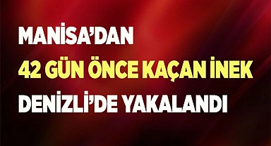 FİRARİ İNEK 42 GÜN SONRA YAKALANDI