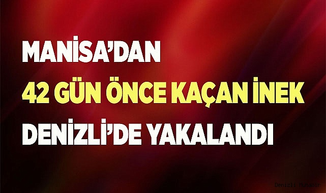 FİRARİ İNEK 42 GÜN SONRA YAKALANDI