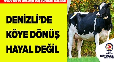 Gebe düve desteği başvuruları başladı