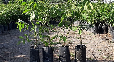 Denizli’de 8 yılda 587 bin ceviz fidanı dağıtıldı