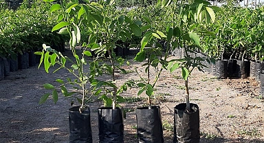 Denizli’de 8 yılda 587 bin ceviz fidanı dağıtıldı
