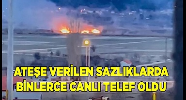 Ateşe verilen sazlıklarda binlerce canlı telef oldu