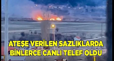 Ateşe verilen sazlıklarda binlerce canlı telef oldu