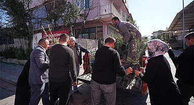 Denizli Büyükşehir’den zeytin fidanı seferberliği