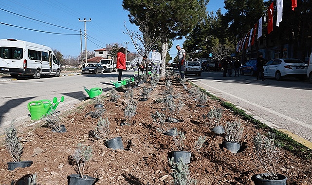 PAMUKKALE BELEDİYESİ GÖZLER’E 25 BİN 104 LAVANTA DİKTİ
