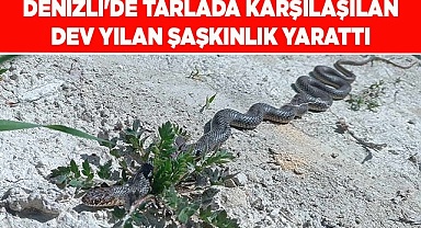 Denizli'de tarlada karşılaşılan dev yılan şaşkınlık yarattı