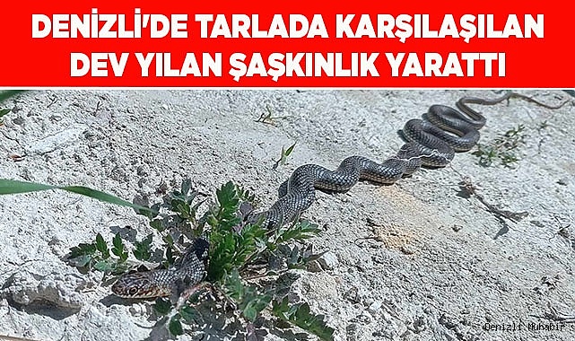 Denizli'de tarlada karşılaşılan dev yılan şaşkınlık yarattı