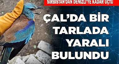  Gökkuzgunu tarlada yaralı halde bulundu