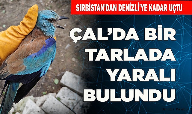  Gökkuzgunu tarlada yaralı halde bulundu