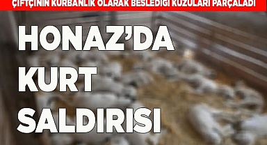 HONAZ'DA KURT 6 KUZUYU PARÇALADI