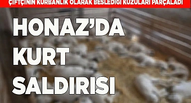 HONAZ'DA KURT 6 KUZUYU PARÇALADI