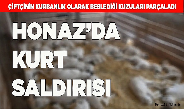 HONAZ'DA KURT 6 KUZUYU PARÇALADI