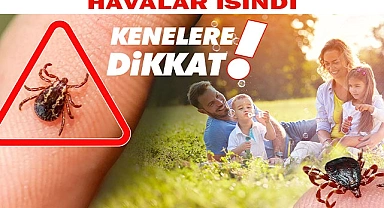 KENE TEHLİKESİ HORTLADI