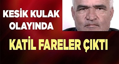 Kesik kulak olayında katil fareler çıktı