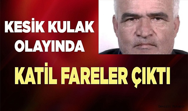 Kesik kulak olayında katil fareler çıktı
