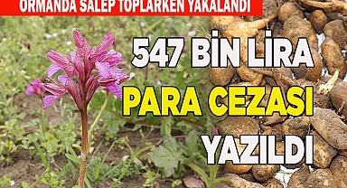 Ormanda salep toplarken yakalandı