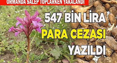 Ormanda salep toplarken yakalandı