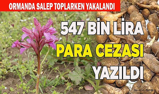 Ormanda salep toplarken yakalandı