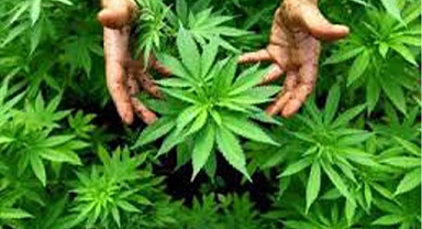 Sebze yetiştirir gibi kenevir yetiştirdi