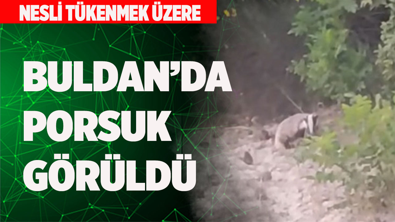 BULDAN’DA PORSUK GÖRÜLDÜ