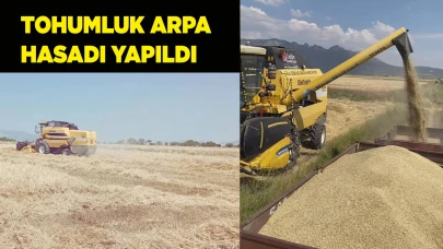 Tohumluk arpa hasadı yapıldı