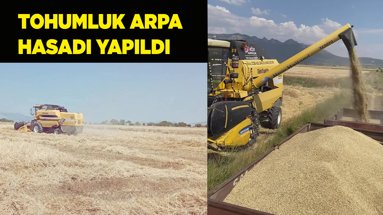 Tohumluk arpa hasadı yapıldı