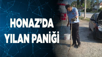 Honaz’da yılan paniği