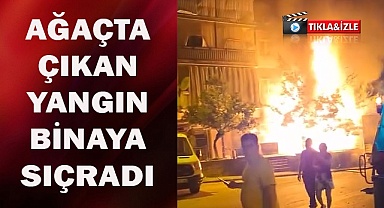 Ağaçta çıkan yangın binaya sıçradı