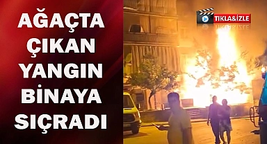 Ağaçta çıkan yangın binaya sıçradı