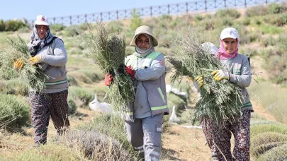 LAVANTA BAHÇESİNDE HASAT TAMAMLANDI