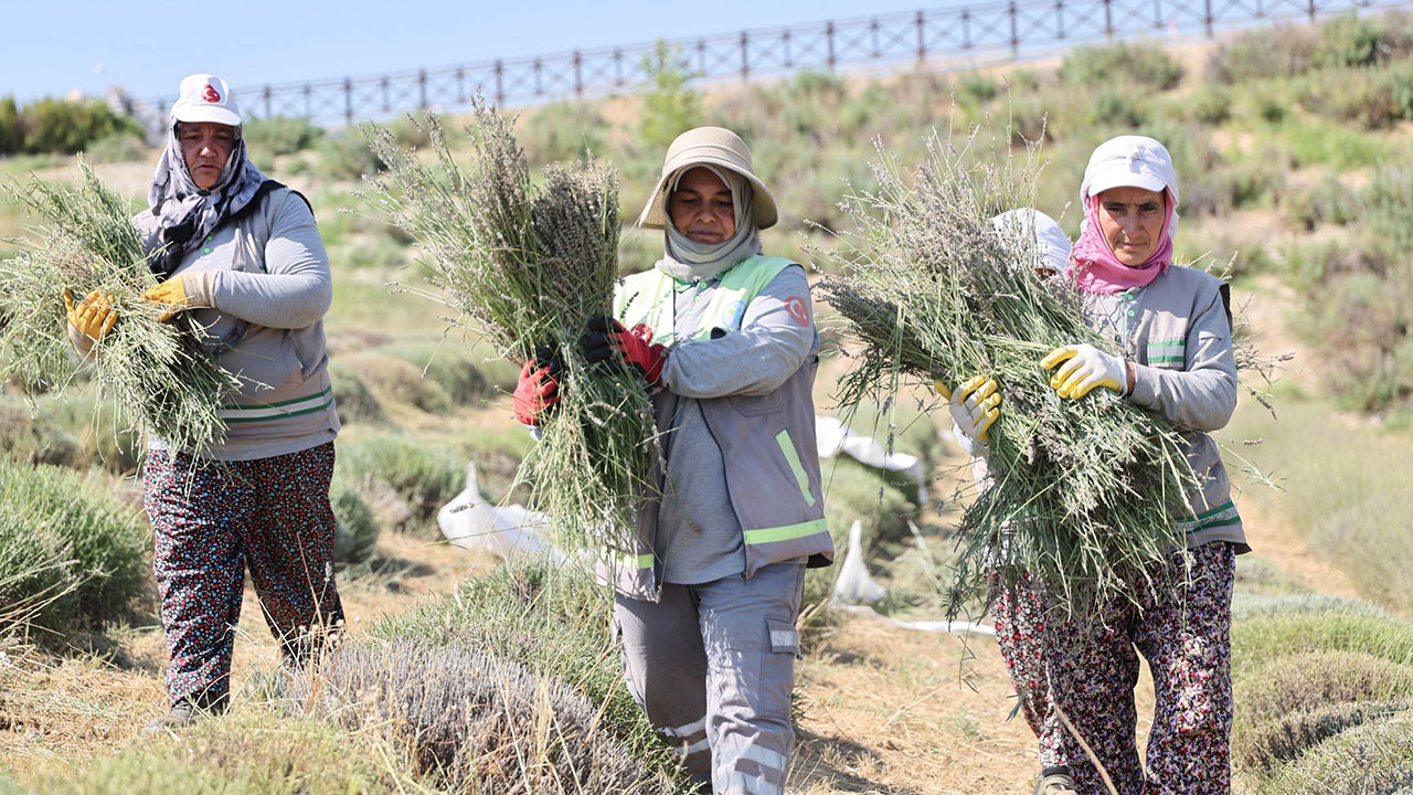 LAVANTA BAHÇESİNDE HASAT TAMAMLANDI