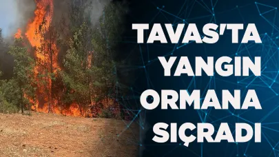 TAVAS'TA YANGIN ORMANLIK ALANA SIÇRADI
