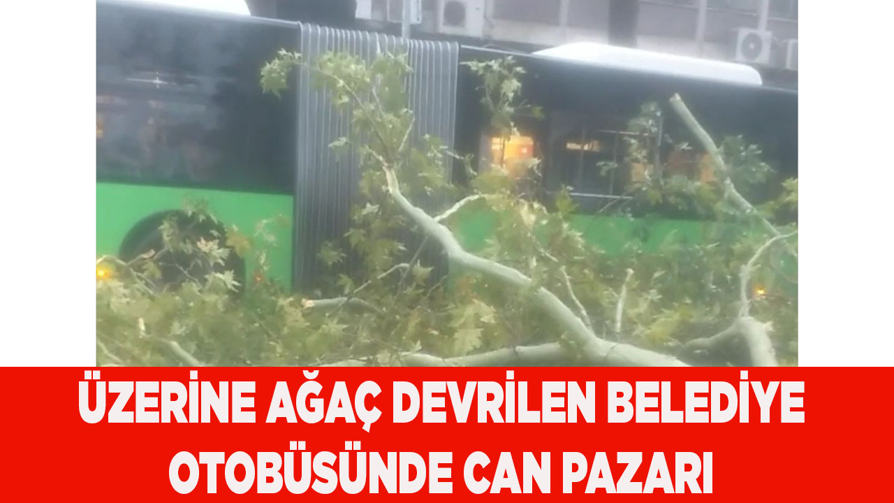 Üzerine ağaç devrilen belediye otobüsünde can pazarı