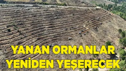 BABADAĞ'DA YANAN ORMANLAR YENİDEN YEŞERECEK