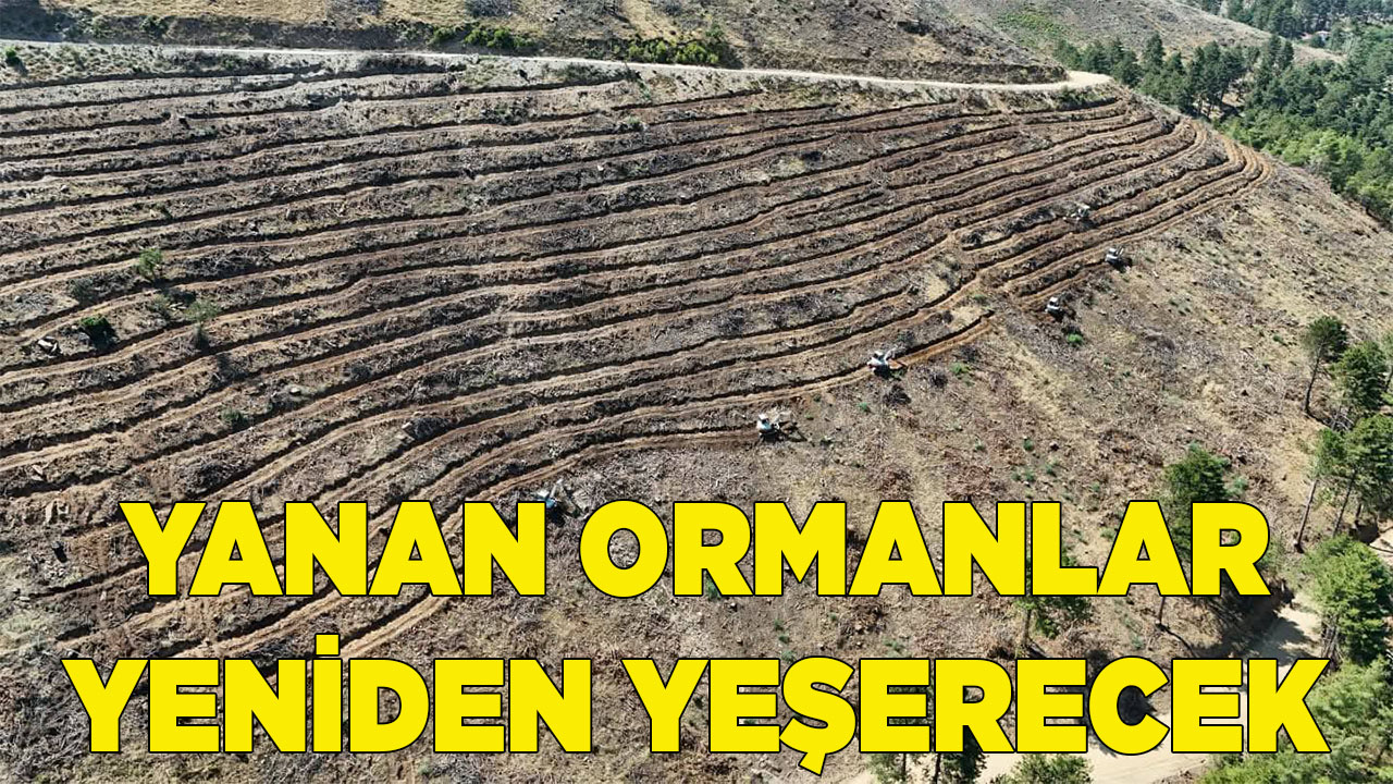 BABADAĞ'DA YANAN ORMANLAR YENİDEN YEŞERECEK