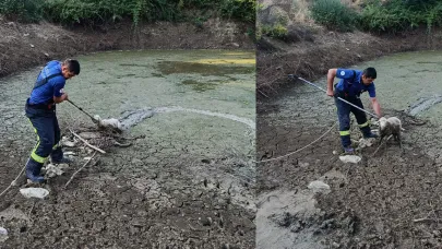 Denizli İtfaiyesi, balçıkta mahsur kalan canı kurtardı
