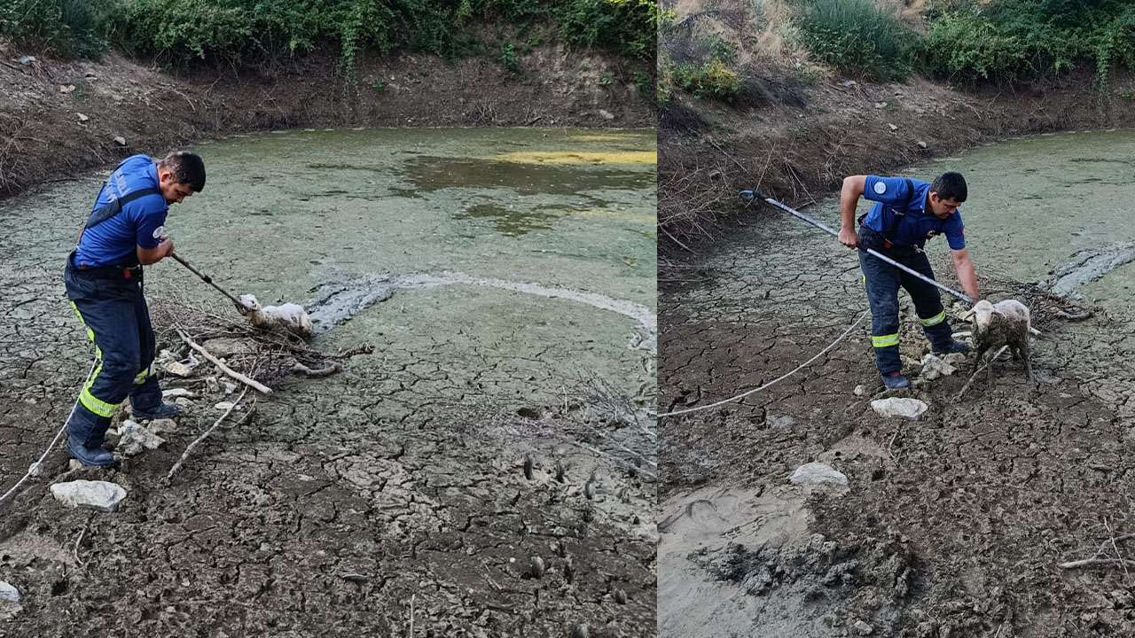 Denizli İtfaiyesi, balçıkta mahsur kalan canı kurtardı