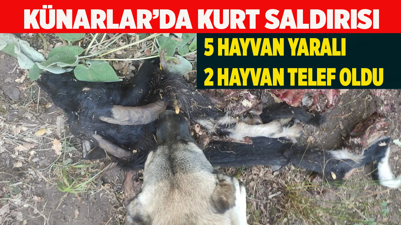Künarlar’da Kurt Saldırısı