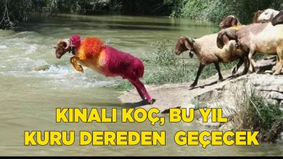 KINALI KOÇ, BU YIL KURU DEREDEN  GEÇECEK